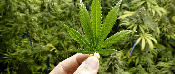 How Marijuana Laws Have Affected Washington